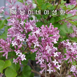 미스김라일락 대품 [1포트 복남이네야생화 모종 퍼플 팔리빈 라일락 lilac], 1개