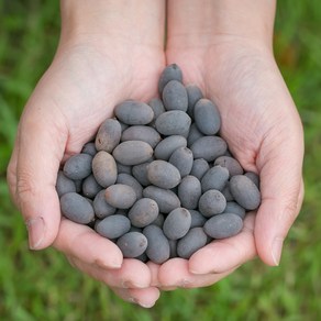 국산 연자육(연꽃씨) 200g 한방재료 한약재, 13YO_국산 연자육(연꽃씨) 200g, 1개