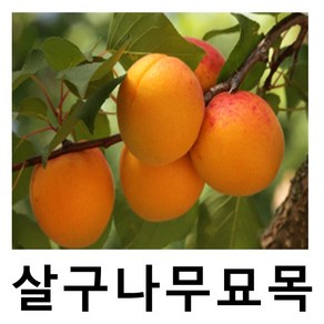 살구나무 묘목 하코트 R3cm 결실주 분, 1개