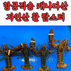 자연산 캐나다 활 랍스터 랍스타 바닷가재 500g 600g 700g 1kg