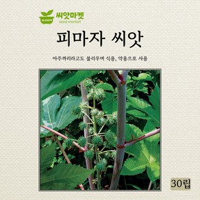 다농 피마자 씨앗 30p, 1개