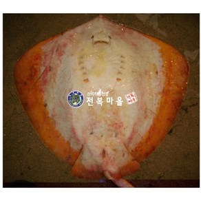 황가오리 노랑가오리 3kg (조업당일발 송상품) 가오리 가오리애 가오리회 가오리찜, 황가오리 4kg[순살무게3kg내외](기본손질), 1개