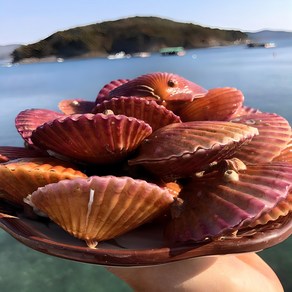 통영둥이네수산 세척 선별 통영 제철 비단 홍 가리비 (초장증정), 1개, 5kg