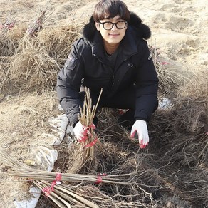 옻나무묘목 1년생 특묘 조경약용수 원예 특용수 정원나무키우기 식재, 1개