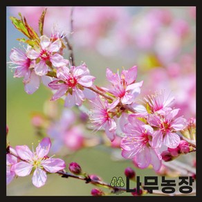 (나무농장) 이스라지(산앵두) 5치 포트 ( 키 40cm 내외 ), 1개