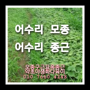 어수리종근 3주, 1개