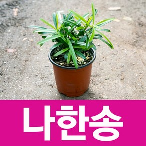 소울라인 나한송 소품 화분 공기정화식물, 1개