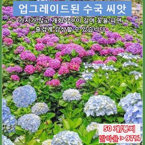 사계절 개화 수국 씨앗 수국화 혼색종 살아가기 쉬운 정원 개화 식물 수국 모종 개화기간이 길고 수국 씨앗 종자 수국 내한성/내음성/내열성