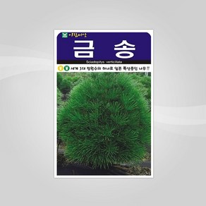 슬로시 금송 씨앗 20립, 1개