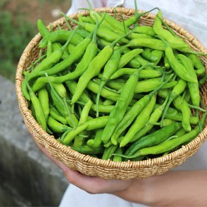 [당일출고] 농산물마루 국내산 꽈리고추 (특품) 산지직송