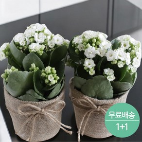 로사드블랑 칼랑코에 카랑코에 칼란디바 꽃화분, 1개, 흰색 1+1