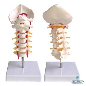 유연한 경추모형 AK72 골격모형 분리가능 경추