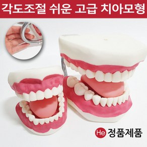 치아모형 2종 혀가포함된 어린이 양치교육 유치원교육용 칫솔포함, 실물크기 치아모형 HL2004(칫솔미포함)