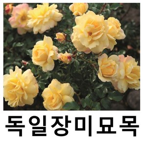 독일장미나무 묘목 탄타우 칸델라 접목1년 개화주, 1개