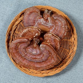 국내산 영지 영지버섯 통(500g), 1개