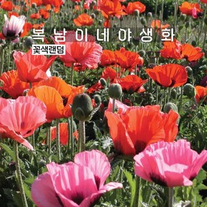 숙근양귀비 mix [4개 복남이네야생화 모종 꽃양귀비 오리엔탈 포피 poppy], 4개