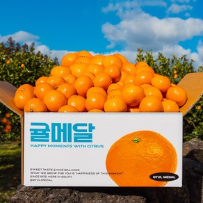 당도 선별 11Bix 감귤 제주 직송, 고당도 타이벡 10kg 로얄과(2S-M), 1박스