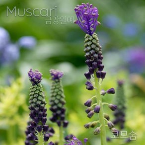 무스카리(Muscari )추식 구근 코모숨(1set-5구) 금강원예