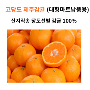 (재고정리 묻지도따지지도말고~저렴하게500박스한정) 제주 노지 감귤 5kg/10kg (대과/L) 10kg(대과/L)