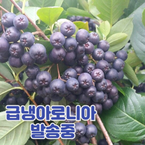 국내산 아로니아 열매, 1박스, 1kg(특품)