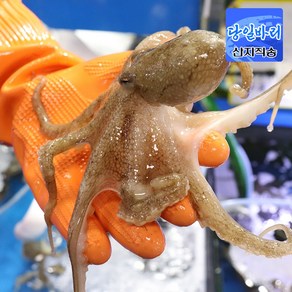 [당일조업] 서해안 태안 활 쭈꾸미 알배기 알쭈꾸미, 1개, 활쭈꾸미 1kg