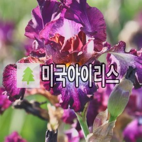 붓꽃 미국아이리스 테니슨릿지 숙근