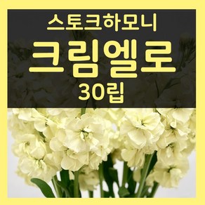 가을파종씨앗 비단향꽃무씨 9월10월 파종 크림엘로 30립 스토크씨