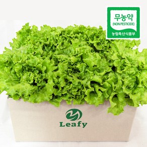 [단품] 리피 카이피라 유러피안 샐러드 상추 산지직송 무농약 당일수확, 1개, 1kg