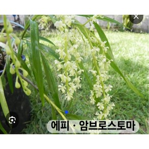 에피덴드론 암브로스토마 목분, 1개