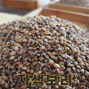 전북 고창 24년산 국산 자색보리 1kg 자맥 자수정보리, 1개