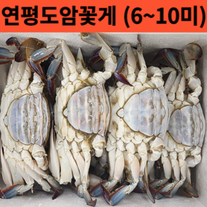 국내산 서해안 급냉 암꽃게 2kg 찜용 탕용 추천 (실속형 가성비)