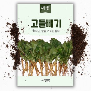 고들빼기씨앗 (5000립), 1개