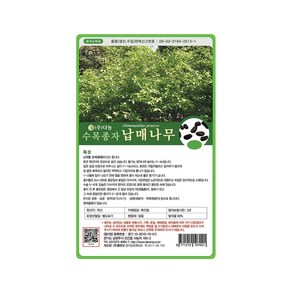 (DN) 납매나무 씨앗(50g), 1개