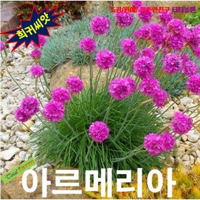 (희귀씨앗) 아르메리아 핑크 (꽃부추 Sea Pinks) 10립, 1개