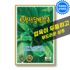 담배 상추씨앗 (3000립) 쌈채소 상추 씨 종자, 1개