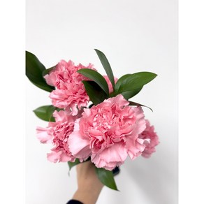 꽃집엘마 카네이션 생화 꽃다발 어버이날, 1개, 랜덤 색상 카네이션 꽃다발