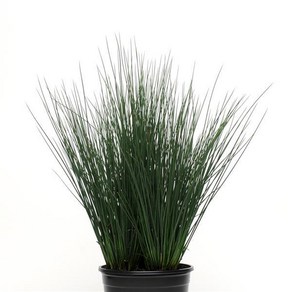 컬러그래스 융커스 블루다트 청사초(종자 꽃씨앗 / 10립)Juncus Blue Dat, 1개