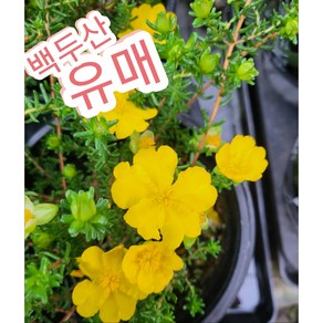 유매꽃 중/백두산 유매 노랗고 예쁜 꽃, 1개