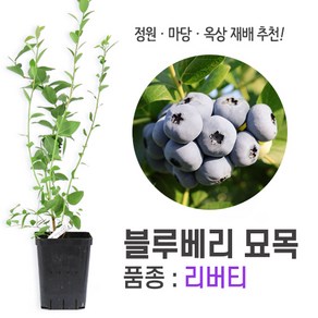 깨비농장 블루베리 나무 묘목 재배 키우기 (품종: 리버티), 혼합색상, 1개