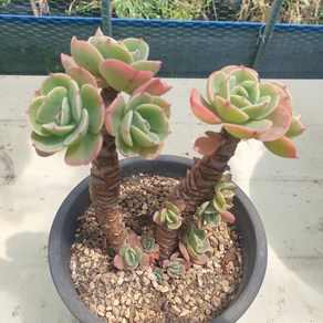 [수암다육] 에스메랄다 랜덤발송 Echeveria 'Esmeralda' 다육 다육이 다육식물 국민다육 다육이키우기 선인장 플랜테리어 미니선인장