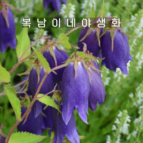 캄파눌라 퍼플센세이션 [1개 복남이네야생화 모종 초롱꽃 벨플라워 campanula], 1개