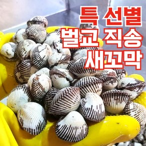 오복이네 벌교 꼬막 산지직송 생물 새꼬막 대사이즈