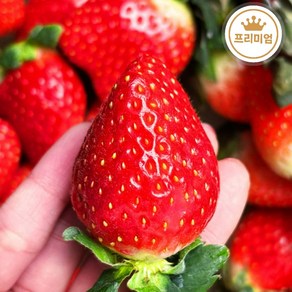 [프리미엄] 달콤한 딸기 금실딸기 산지직송, 1개, 500g (1팩)