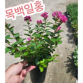 목백일홍 배롱나무/나무에서 꽃이 100일 동안 핀다고 해서 목백일홍, 1개