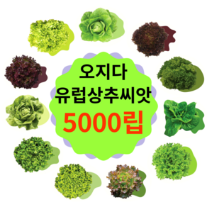 유럽상추 씨앗 5000립 대용량 코팅 종자(버터헤드 로메인 바타비아 멀티리피 타입)