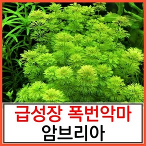 수초하우스) 암브리아(급성장종), 15개