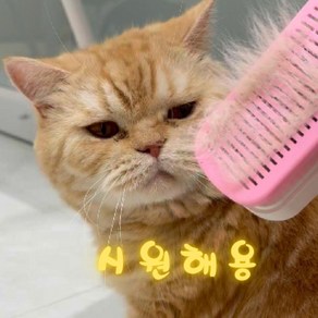 비다앤코 애완동물 고양이 강아지 원터치 브러쉬 마사지 빗, 1개, 그레이