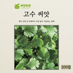 다농 고수 씨앗 200립, 1개