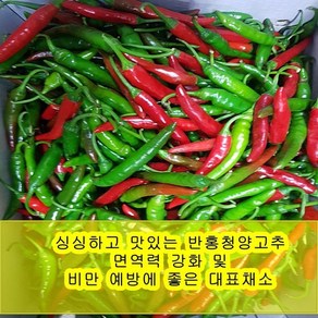 야과몰 싱싱 반홍 청양고추 (1kg)