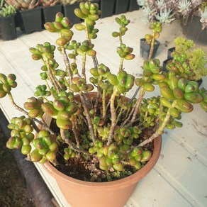 [수암다육] 대품 송록 단품 Sedum lucidum 'Obesum' 다육 다육이 다육식물 국민다육, 1개